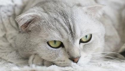 开云体育移动版-克罗地亚队在巴黎奥运会手球比赛中表现出色，赢得银牌，克罗地亚 队