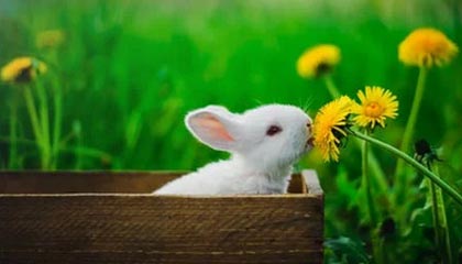 开云体育移动版-克罗地亚队在巴黎奥运会手球比赛中表现出色，赢得银牌，克罗地亚 队